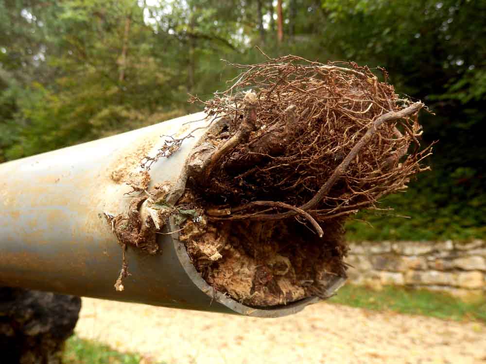 tree roots near pipes